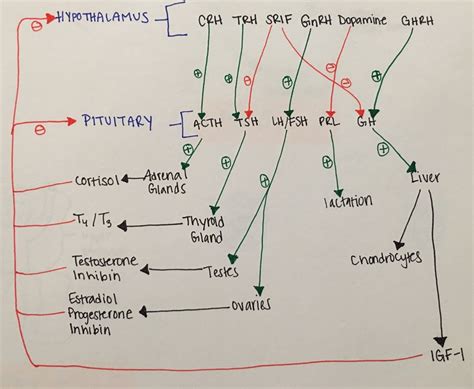 Hypothalamus And Anterior Pituitary Gland