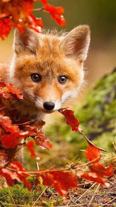 Iphone Cute Fox In Autumn, Red Leaves, autumn fox HD phone wallpaper ...