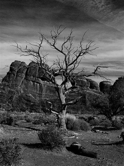 dead tree black and white by CorazondeDios on deviantART