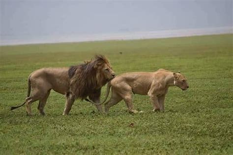 lions-ngorongoro-crater – Raja Tours