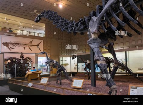 Peabody Museum of Natural History Yale University Stock Photo - Alamy