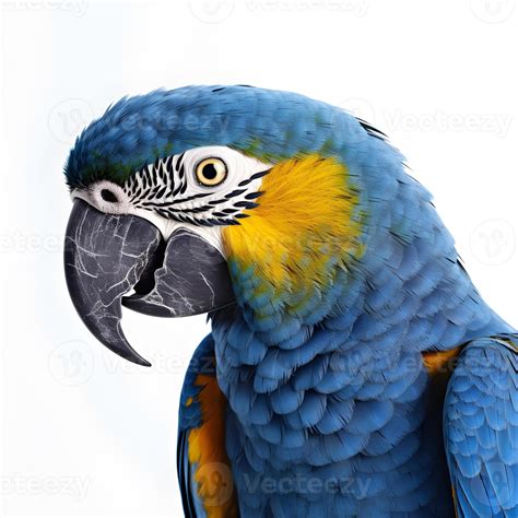 Parrot isolated on white background 22299587 Stock Photo at Vecteezy