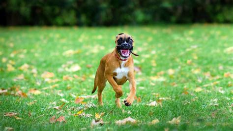 Boxer Dog Wallpapers - Top Free Boxer Dog Backgrounds - WallpaperAccess