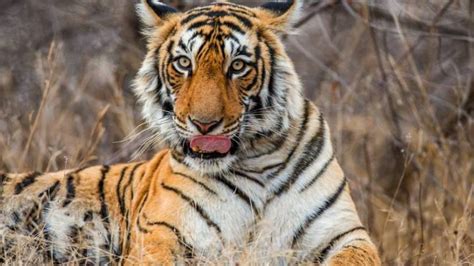 Information About Ranthambore National Park