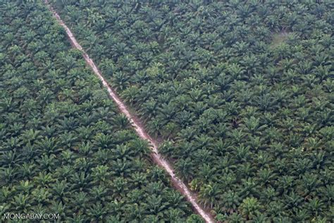 Oil palm plantation on peatland in Riau