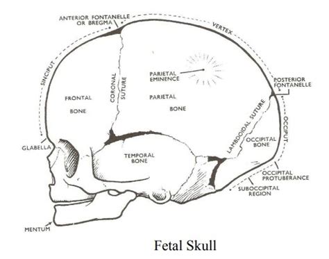 The Fetal Skull Poster And Drawings | lupon.gov.ph