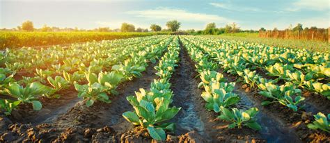 cabbage plantations grow in the field. vegetable rows. farming ...