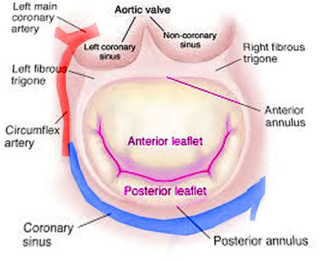 [Figure, Mitral valve leaflets] - StatPearls - NCBI Bookshelf