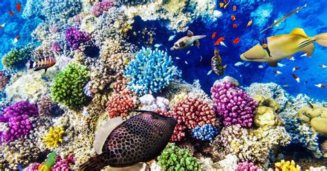 Great Barrier Reef On Path To Recovery After 2016's Mass Coral Bleaching