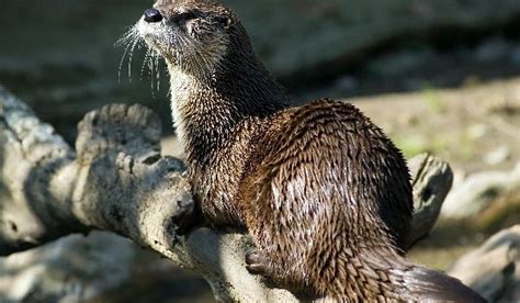 WV MetroNews – Otter trapping takes hold in West Virginia