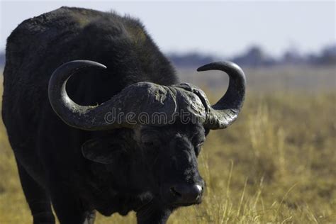 African Buffalo Bull Portrait with Big Horns Stock Photo - Image of park, endangered: 255759028