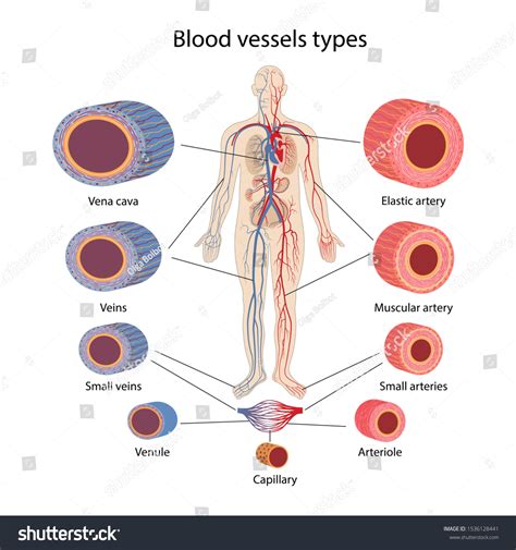 Five Types Of Blood Vessels