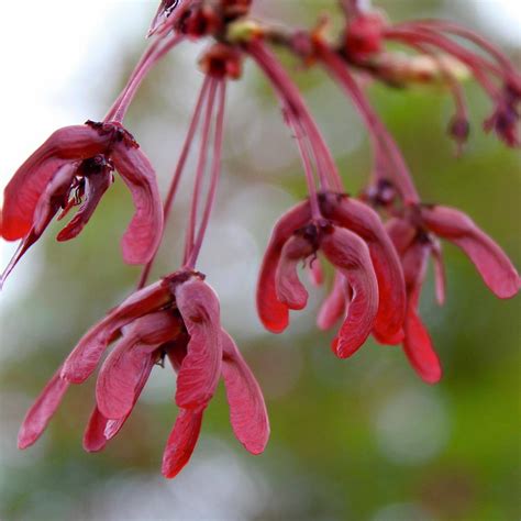 Red Maple Seeds Photograph by M E - Fine Art America