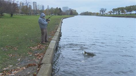 A Controversial Fishing Style: Snagging for Salmon in Chicago Harbors ...