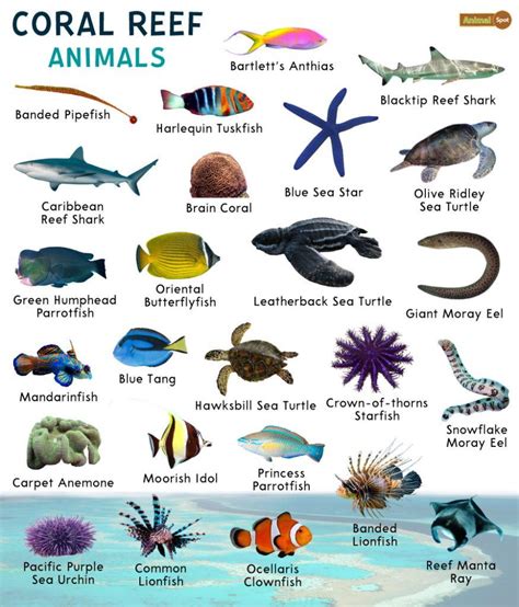 Coral Reef Animals – Facts, List, Pictures