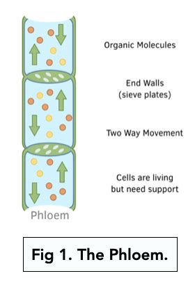 The Phloem (A-level Biology) - Study Mind