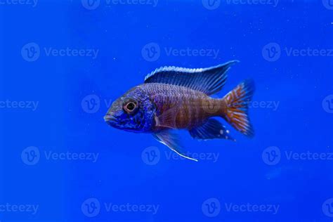 Cichlidae in the cabinet 25878524 Stock Photo at Vecteezy