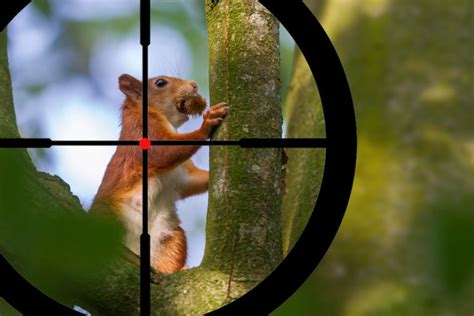 Squirrel Hunting Tips Every Beginner Should Know About