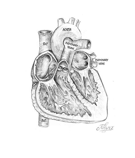 Human heart anatomy by neoko666 on DeviantArt