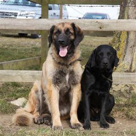 Leonberger | BorrowMyDoggy - Leaving Pawprints of Happiness