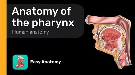 Anatomy of the pharynx | Waldeyer's tonsillar ring | Anatomy & Function - YouTube