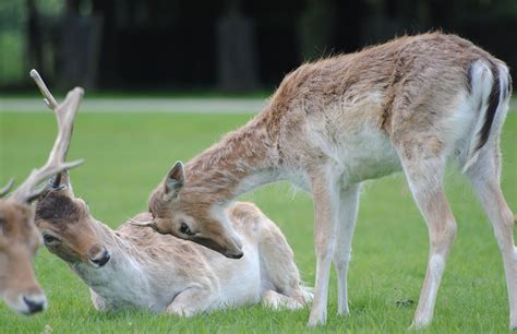 Young,buck,antler,growth,free pictures - free image from needpix.com