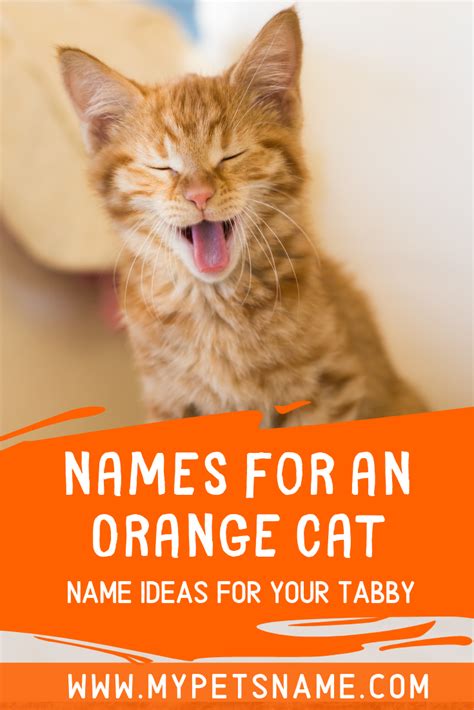 Names For An Orange Cat | Cats, Cat names, Cute pet names