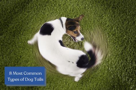 8 Common Dog Tail Types Explained (with Examples) – Doggie Web World