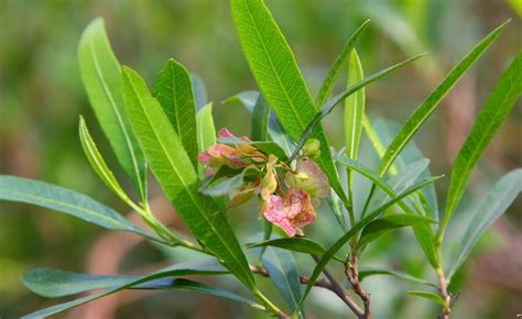 Dodonaea viscosa seed | BELL Garden Company,Wholesale Plant seeds,Alive roots,Medicinal herbs ...