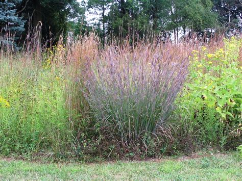 Andropogon gerardii – Big Bluestem (per oz) – Michigan Wildflower Farm