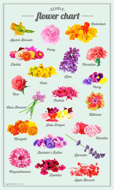 Edible Flower List and Chart - Sugar and Charm