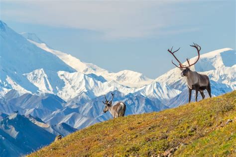 Best Time to Visit Alaska | PlanetWare