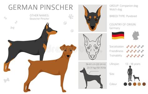 German Pinscher Clipart. Different Poses, Coat Colors Set Stock Vector - Illustration of ...