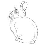 Standing rabbit drawing | Free SVG
