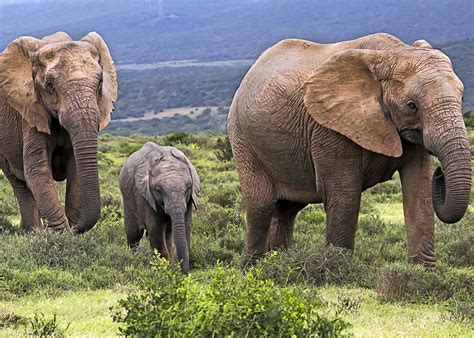 Visit Addo Elephant National Park | Audley Travel