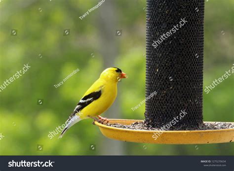 2,579 Goldfinch feeder Images, Stock Photos & Vectors | Shutterstock