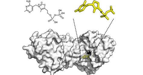 Apoenzyme: What it Is, Characteristics and Chemistry of Its Operation ...