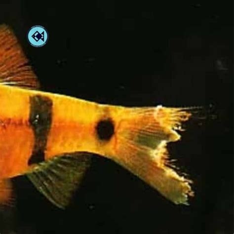 Molly Fish Diseases, Symptoms, Treatments | Aqua Products BD