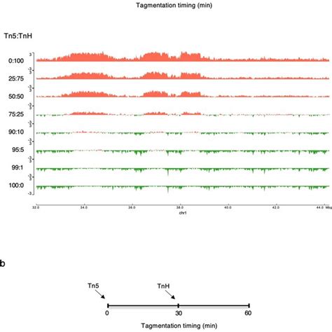 Optimization of ATAC-seq protocol introducing a combination of Tn5 and... | Download Scientific ...