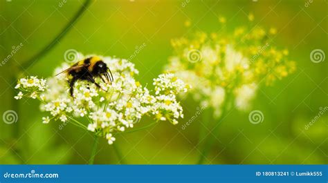 Bumblebee Close Up in Its Natural Habitat Stock Image - Image of ...