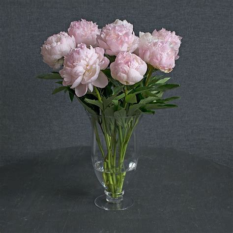 Blush Pink Peony Bouquet | White Flower Farm