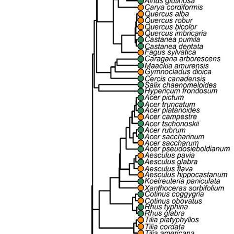 Phylogenetic tree of trees and shrubs surveyed, with species... | Download Scientific Diagram