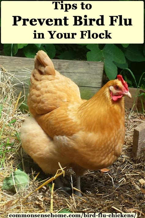 Bird Flu Busters - 5 Strategies for a Healthier Flock