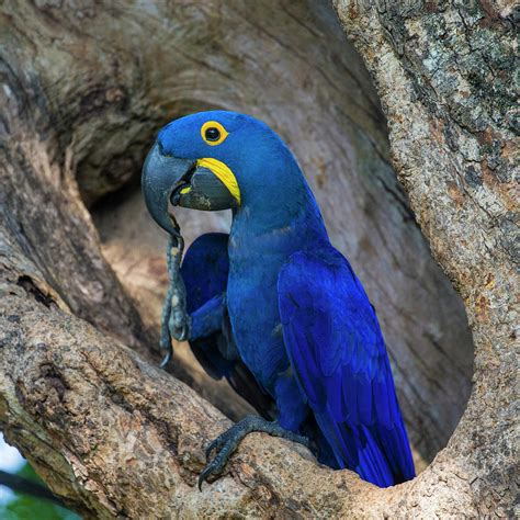 Brazil Hyacinth Macaw In The Pantanal Photograph by Ralph H. Bendjebar - Fine Art America