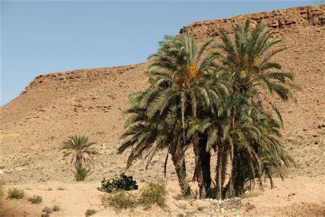 Palmboom in de Sahara.........Palm-tree in Sahara | Desert plants, Vegetation, Plants