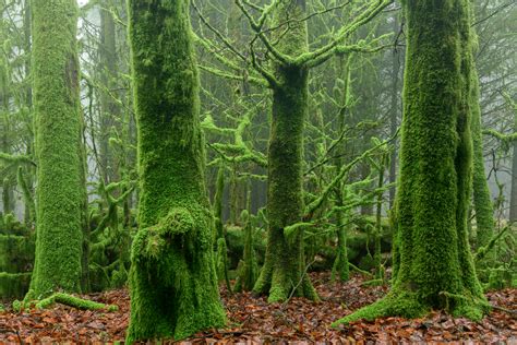 Moss: The 350-million-year-old plants that turn the unsightly 'into things radiant of beauty ...