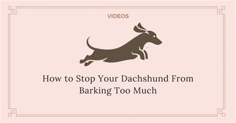 How to Stop Your Dachshund from Barking Too Much - Dachshund Joy