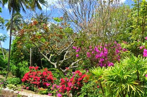 Wordless Wednesday - Andromeda Botanic Gardens, Barbados