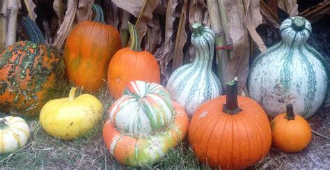 Pumpkin Patch Details and Prices - Meadowlark Farm