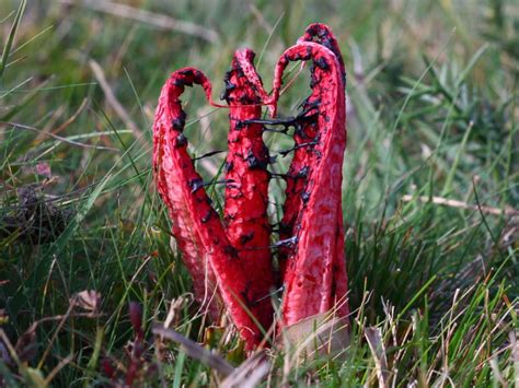 Clathrus Archeri: The Devils Finger Fungus Identification and Info